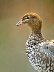 Australian Wood Duck (Chenonetta jubata) portrait edited in a fine art style with a textured green and brown background.