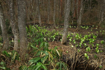岩手県西和賀町　森に咲く水芭蕉