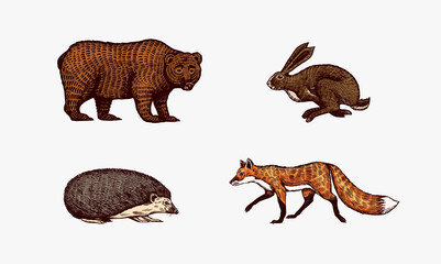 Forest animals. Bear Grizzly and red Fox, Hare and Hedgehog. Jumping beasts. Vector Engraved hand drawn Vintage sketch for label or poster. © artbalitskiy
