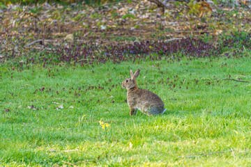Feldhase sitzt auf Wiese mit Blickrichtung nach links