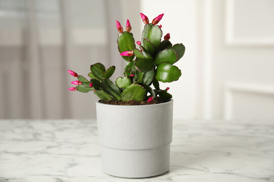 Beautiful blooming Schlumbergera (Christmas or Thanksgiving cactus) in pot on white marble table indoors