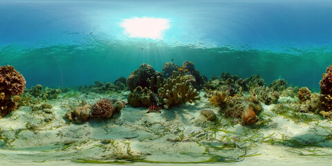 Fototapeta na wymiar Tropical fishes and coral reef at diving. Beautiful underwater world with corals and fish. Philippines. 360 panorama VR