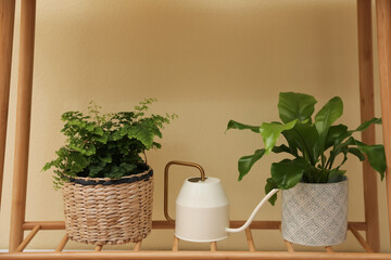 Beautiful fresh potted ferns and watering can on wooden shelf