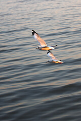 Seagulls circled over the water looking for dinner.