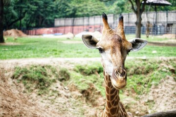 giraffe in the zoo