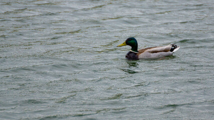 bird, fowl, flyer, flier,bird, 
birdie, dicky, dickey,dove, pigeon,
darling, honey, dove, dearie, deary, 
duck,chayka