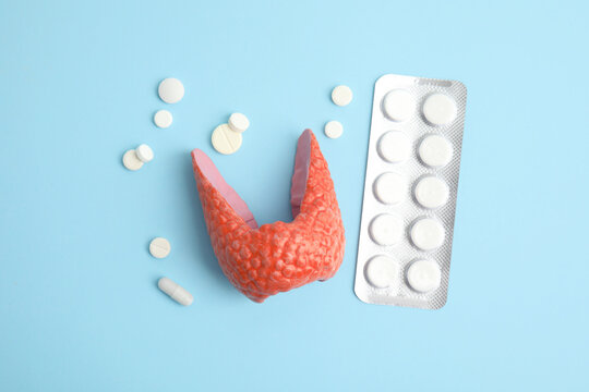 Plastic model of healthy thyroid and pills on light blue background, flat lay