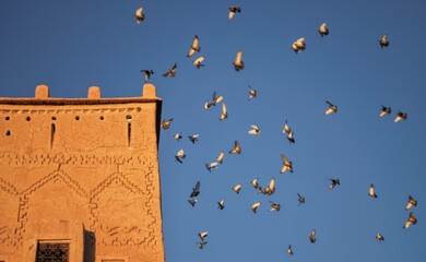 Fototapeta na wymiar flying birds in the sky