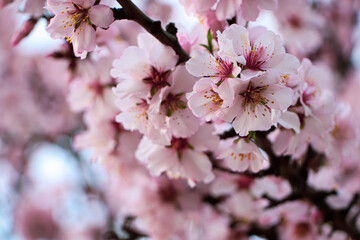 Obraz na płótnie Canvas Delicate spring pink cherry blossoms on tree outdoors, closeup