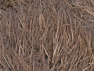 Closeup view of dry blades of grass on the ground with brown pattern on meadow at cape Öndverðarnesviti on the northwestern coast of Snæfellsnes peninsula, west Iceland in winter season.