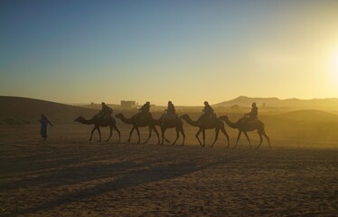 sunrise in the desert with camel parade.