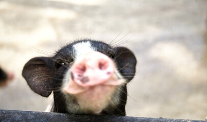 pig in the zoo