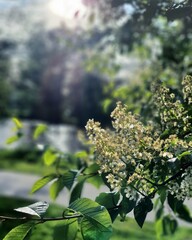 blooming tree in sweden, örebro
