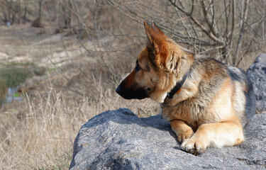A German Shepherd Dog sits on a large granite rock near a lake in early spring. Walking with your pet.