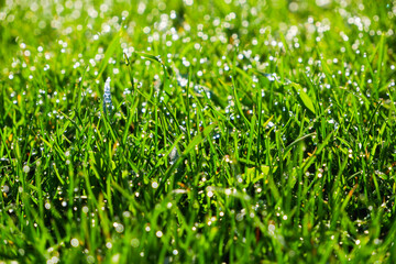 Green grass, close-up. Natural background. Green, juicy grass with dew drops in the rays of the bright sun, blurred background.