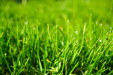Green grass, close-up. Natural background. Green, juicy grass with dew drops in the rays of the bright sun, blurred background.