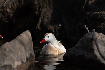 Male white mandarin duck albino swimming in lake on sunny day