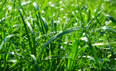 Fototapeta na wymiar Green grass, close-up. Natural background. Green, juicy grass with dew drops in the rays of the bright sun, blurred background.