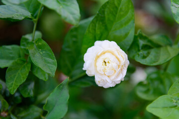 a fresh jasmine in garden