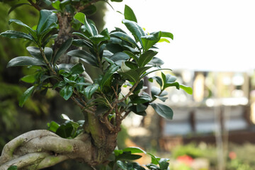 Obraz premium Beautiful potted Bonsai tree in garden, closeup. Space for text
