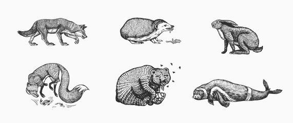 Forest animals. Bear Grizzly, Wolf and red Fox, Hare and Hedgehog and Seal. Beasts eat concept. Vector Engraved hand drawn Vintage sketch for label or poster.