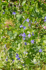 closeup of forget-me-not, small blue flowers for biodiversity