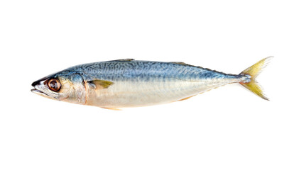 Fresh Saba Mackerel from the Atlantic Ocean Rich in HDL Omega3.