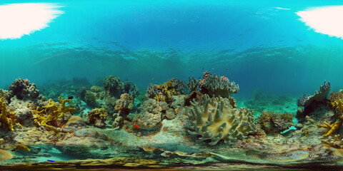 Underwater fish garden reef. Reef coral scene. Coral garden seascape. Philippines. 360 panorama VR