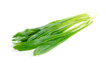 Culantro or Sawtooth Coriander isolated on white background