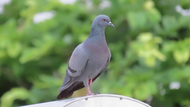 Rock Pigeon posing for its picture