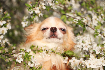 Cute fluffy Chihuahua dog near blossoming bush outdoors