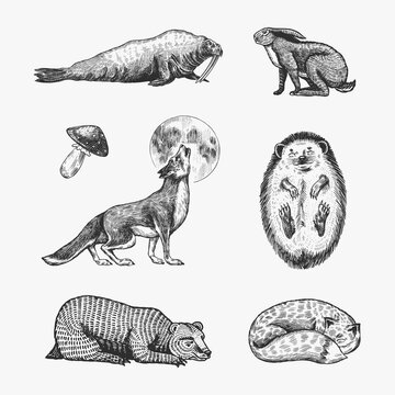 Forest animals. Bear Grizzly, Wolf and red Fox, Hare and Hedgehog and Seal. Beasts are sleeping. Vector Engraved hand drawn Vintage sketch for label or poster.