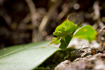 Green Cicada on a leaf looking at an ant