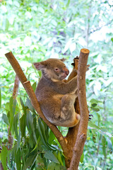 Koala sitting in a tree
