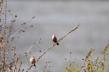 Perched common waxbill in a meadow