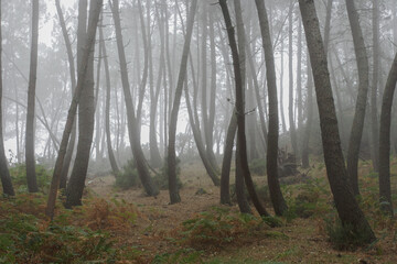 Mysterious foggy pinewoods