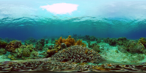 Coral reef and tropical fishes. The underwater world of the Philippines. Underwater colorful tropical coral reef seascape. 360VR Video.