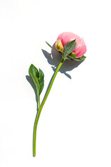 Pink peony flower on the bright white background