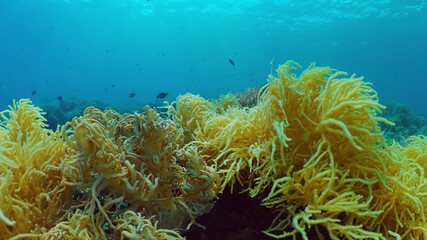 Tropical coral reef. Underwater fishes and corals. Panglao, Philippines.