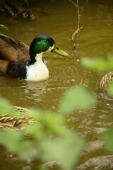 ducks are in the rıver swimming