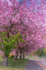 Sunny pink sakura/cherry trees alley