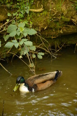 ducks are in the rıver swimming