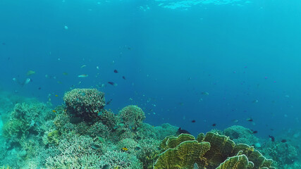 Tropical coral reef seascape with fishes, hard and soft corals. Underwater video. Panglao, Bohol, Philippines.