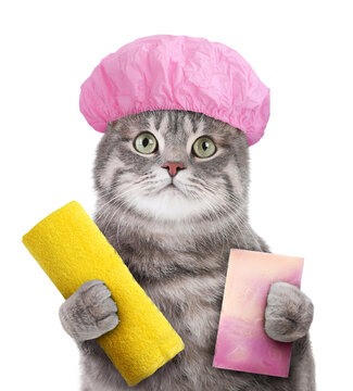 Cute funny cat with shower cap and different accessories for bathing on white background