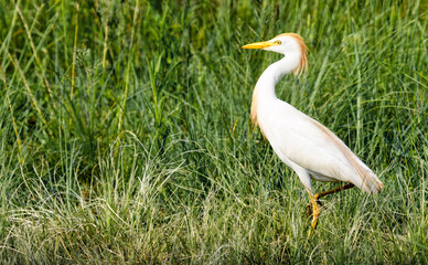 Cattle Egret walking through grass in its summer coloring in the Rietvlei Nature Reserve, Pretoria, South Africa.