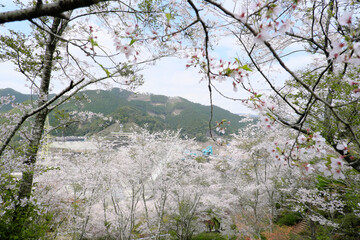 鶴田ダム公園の桜の森