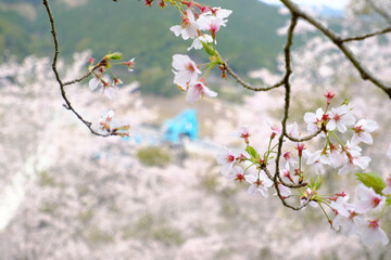 満開の桜に埋もれる鶴田ダム