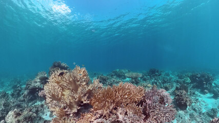 Reef Coral Scene. Tropical underwater sea fish. Hard and soft corals, underwater landscape. Panglao, Bohol, Philippines.