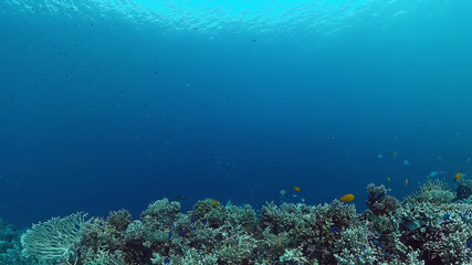 Fototapeta na wymiar Tropical coral reef. Underwater fishes and corals. Panglao, Philippines.