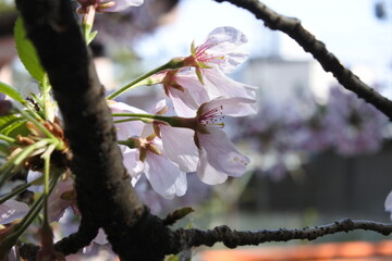 桜